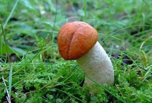 The mushroom symbolizes the enlarged head of the penis