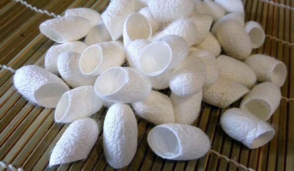 Chinese silkworm thread promotes penis growth