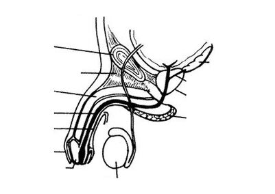penile structure